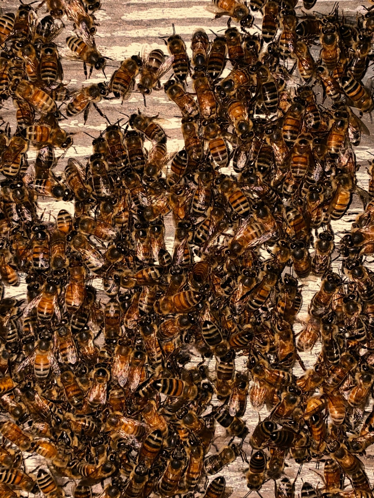 African honey bees by Ryan Shorosky