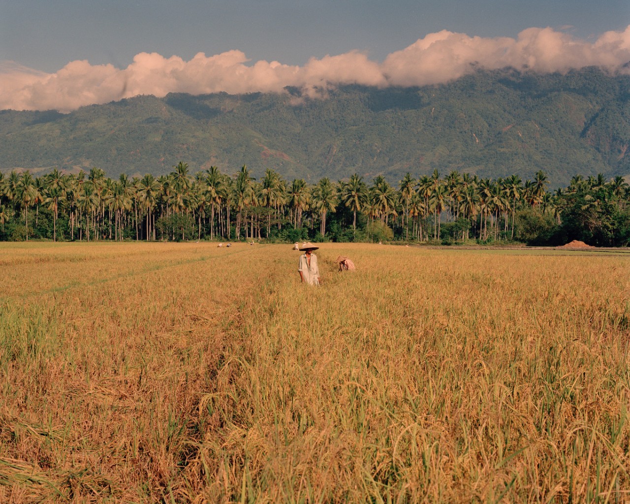 Rice farmer in the Philippines by Sharif Hamza