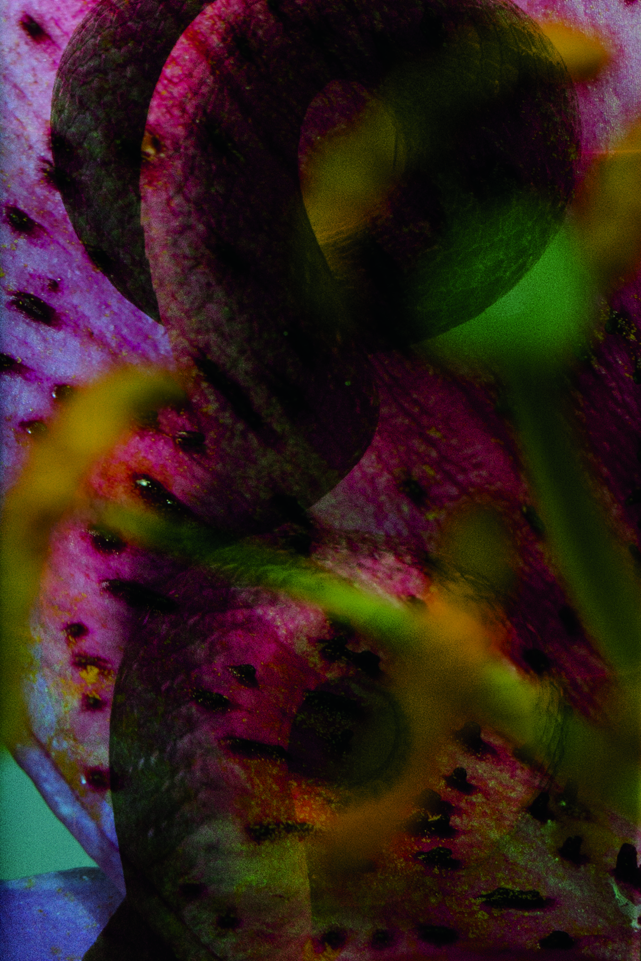 Flower by Stefanie Moshammer