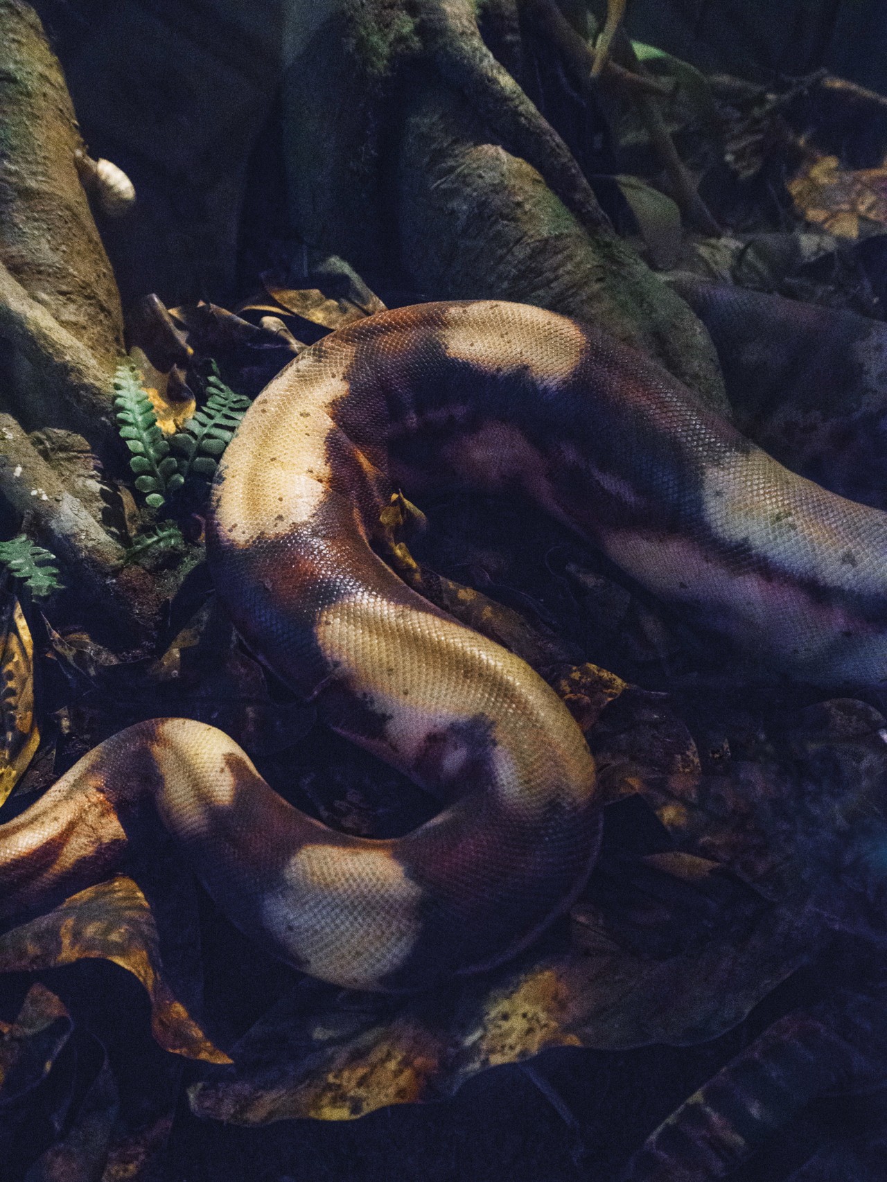 Snake by Stefanie Moshammer