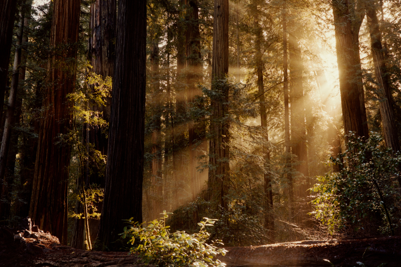 Sunlight pours into a crowded forest.