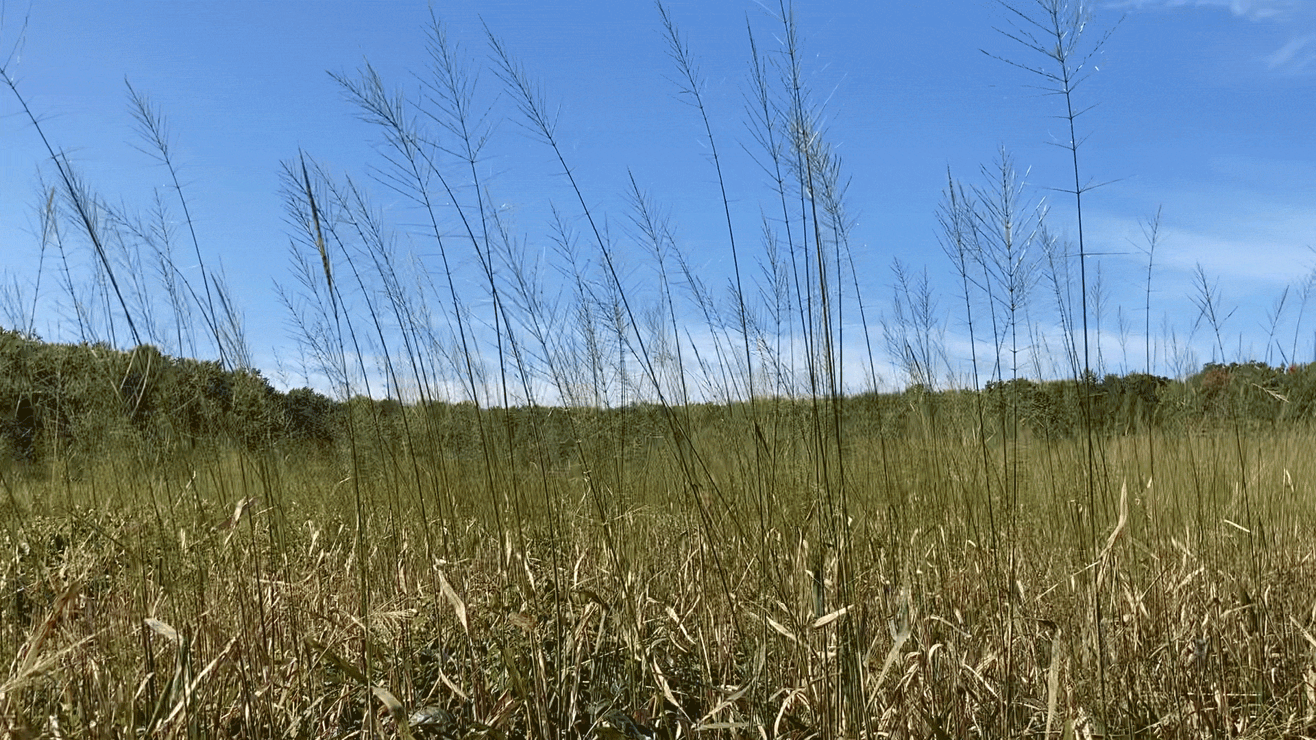 Defending Wild Rice