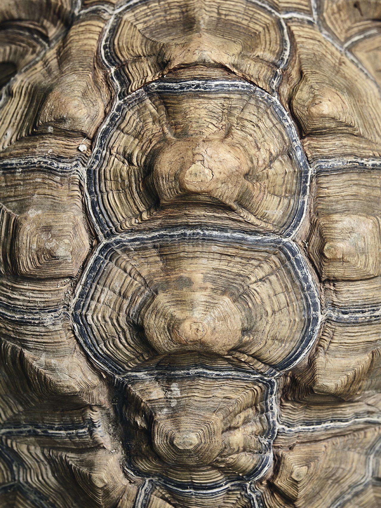 Exaptation, Exaltation