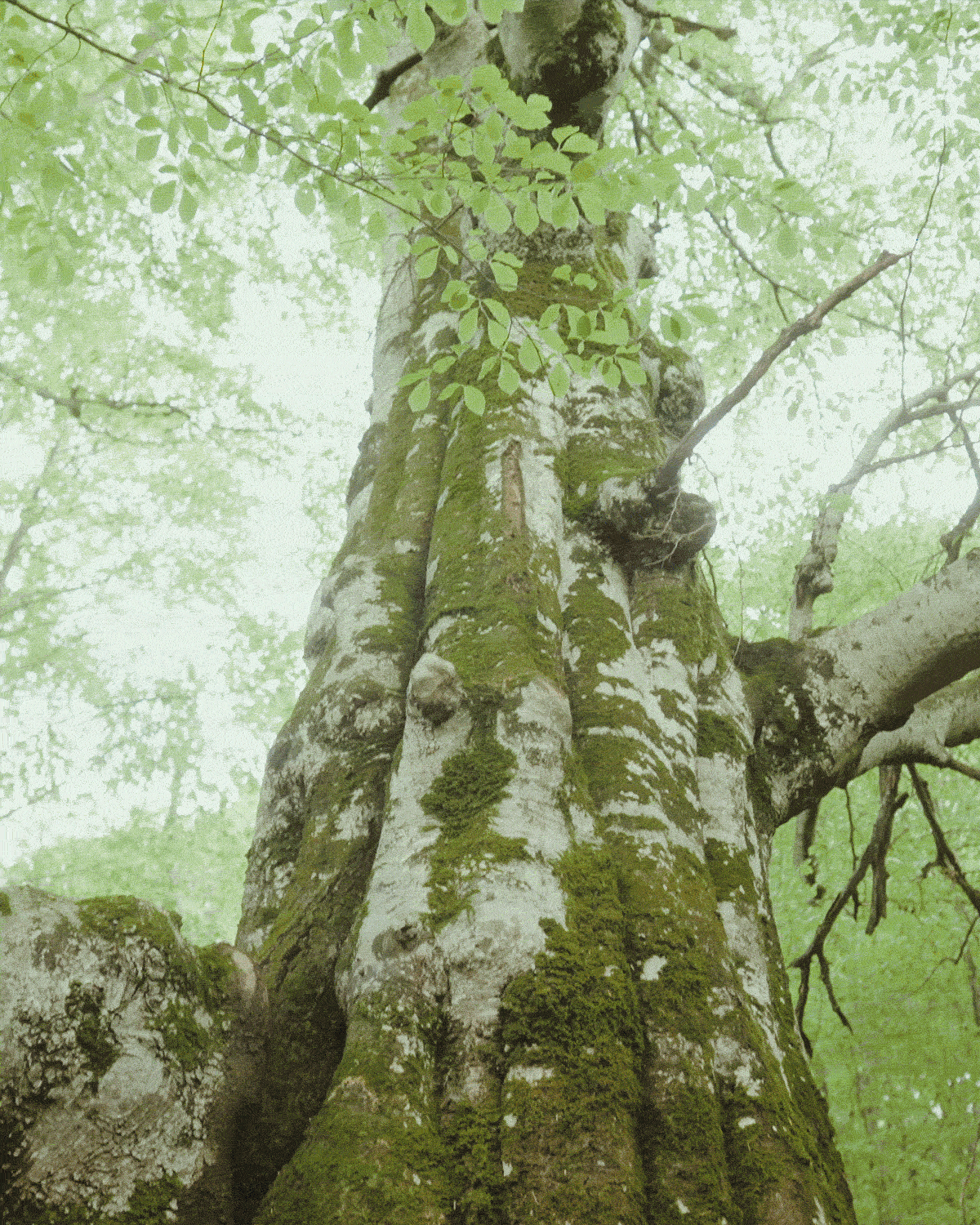 Rotating image gif of trees, deforestation, and Ikea sign